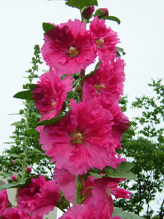 Copyright(c)2000$B!A(B Candybox All Rights Reserved